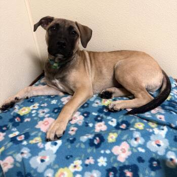 Brutus -  Mixed Breed Dog for Adoption in Douglas, Massachusetts - Brutus | PetCurious