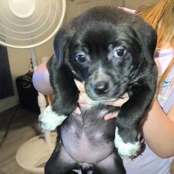 Mojita -  Pit Bull Terrier Dog for Adoption in East St. Louis, Illinois - Mojita | PetCurious