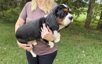 Duke Cavalier -  Cavalier King Charles Spaniel Dog for Adoption in Gillsville, Georgia - Duke Cavalier | PetCurious