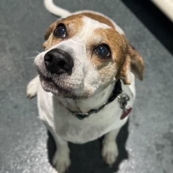 Cheeseburger McHowlin -  Beagle Dog for Adoption in Warwick, Rhode Island - Cheeseburger McHowlin | PetCurious