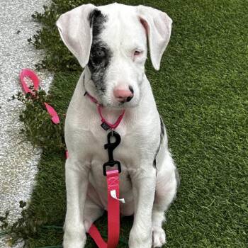 Pinky -  Catahoula Leopard Dog and Mixed Breed Dog for Adoption in Jupiter, Florida - Pinky | PetCurious