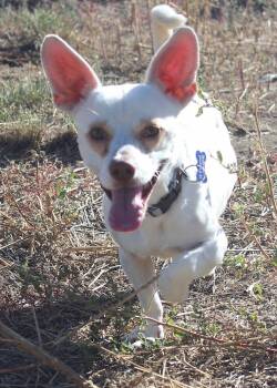 Rescue Chihuahua Dogs for Adoption in Broomfield, Colorado - HAROLD | PetCurious