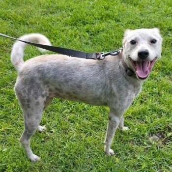 Rescue Cattle Dog Dogs for Adoption in New Orleans, Louisiana - Elsa Hardy | PetCurious