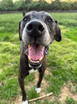 Pit Bull Terrier Dogs Available for Adoption in Germantown, Ohio - Winston | PetCurious