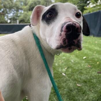 Spudsy -  Mixed Breed Dog for Adoption in Saint Charles, Missouri - Spudsy | PetCurious