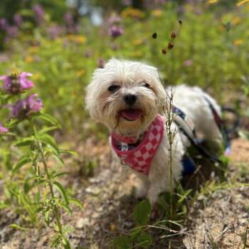 Maltese Dogs Available for Adoption in Hillsborough, North Carolina - Demi | PetCurious