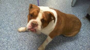 KATE -  American Bulldog and Mixed Breed Dog for Adoption in Charlotte, North Carolina - KATE | PetCurious