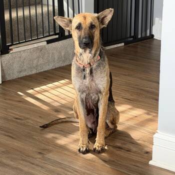 Sherpa -  Mixed Breed Dog for Adoption in Buffalo, Minnesota - Sherpa | PetCurious