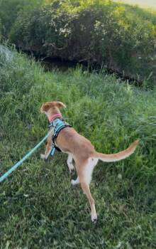 Labrador Retriever Dogs Available for Adoption in Millcreek, Utah - Pancake | PetCurious