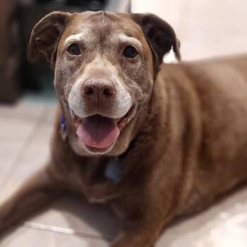 Rescue Mixed Breed Dogs for Adoption in Rensselaer, New York - Nika | PetCurious