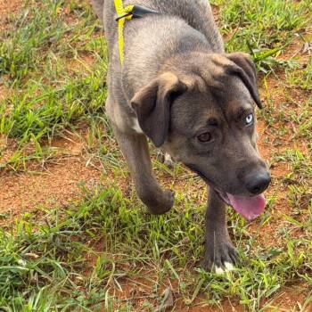 Michele -  Husky and Labrador Retriever Dog for Adoption in Marion, Virginia - Michele | PetCurious