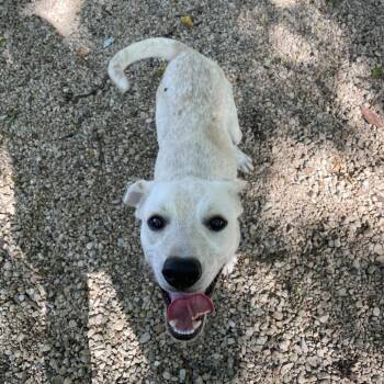 Burton -  English Pointer and Mixed Breed Dog for Adoption in Madison, Wisconsin - Burton | PetCurious