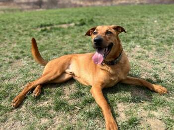 Mixed Breed Dogs Available for Adoption in Hudson, New York - Chase | PetCurious