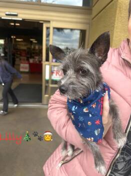 Rescue Yorkshire Terrier Dogs for Adoption in Las Vegas, Nevada - Lilly | PetCurious