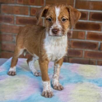 Hannah -  Mixed Breed Dog for Adoption in Titusville, Florida - Hannah | PetCurious