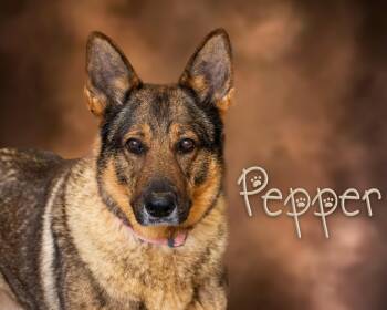 Rescue German Shepherd Dog Dogs for Adoption in Somerset, Pennsylvania - Pepper | PetCurious