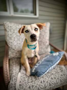 Labrador Retriever Dogs Available for Adoption in New London, Wisconsin - Laura | PetCurious