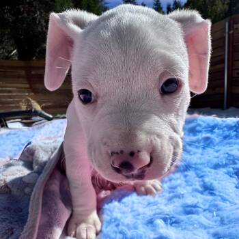 Pit Bull Terrier Dogs Available for Adoption - Hilo | PetCurious