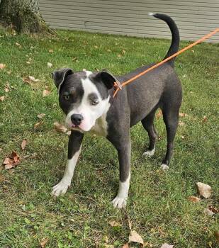 Rescue Pit Bull Terrier Dogs for Adoption in New Castle, Indiana - Emma Grace | PetCurious