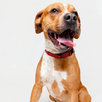 Scout -  Mixed Breed Dog for Adoption in Knoxville, Tennessee - Scout | PetCurious
