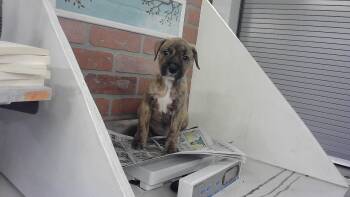 A2079407 -  Staffordshire Bull Terrier and Mixed Breed Dog for Adoption in Houston, Texas - A2079407 | PetCurious
