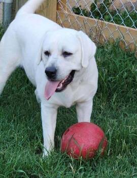 Alderaan -  Labrador Retriever Dog for Adoption in Troy, Virginia - Alderaan | PetCurious