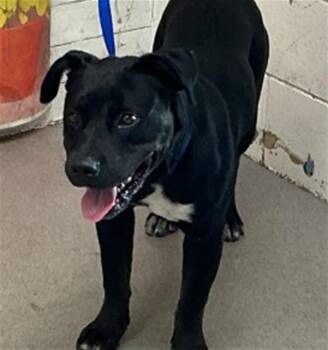 ARDIN -  Pit Bull Terrier and Mixed Breed Dog Available for Adoption in San Bernardino, California - ARDIN | PetCurious