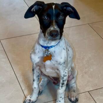 Pointer and Mixed Breed Dogs Available for Adoption in Bend, Oregon - Milky | PetCurious