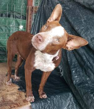Bailey -  Mixed Breed Dog for Adoption in Paramus, New Jersey - Bailey | PetCurious