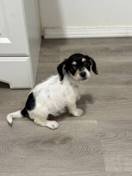 Wren -  Chihuahua and Maltipoo Dog for Adoption in San Diego, California - Wren | PetCurious