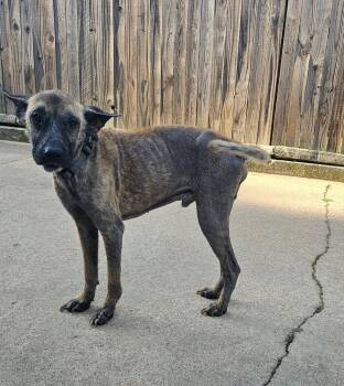 Maverick -  Shepherd Dog for Adoption in Tulsa, Oklahoma - Maverick | PetCurious
