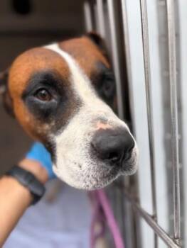 Boxer and Mixed Breed Dogs Available for Adoption in Honolulu, Hawaii - Brolly | PetCurious