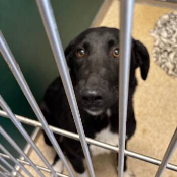 Collie and Black Labrador Retriever Dogs Available for Adoption in Reno, Nevada - Ensley | PetCurious