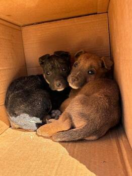 Mixed Breed Dogs Available for Adoption - Ernest | PetCurious