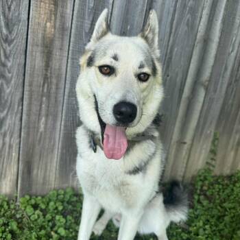 Rescue German Shepherd Dog Dogs for Adoption in Martinsville, Indiana - Leo | PetCurious