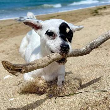 Princess Leia -  Jack Russell Terrier and Chihuahua Dog for Adoption in Apple Valley, California - Princess Leia | PetCurious