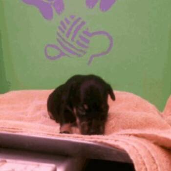 Chihuahua Dogs Available for Adoption - Rachel | PetCurious