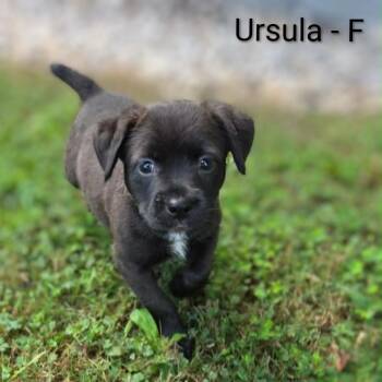 Ursula -  Labrador Retriever and Mixed Breed Dog for Adoption in Griswold, Connecticut - Ursula | PetCurious