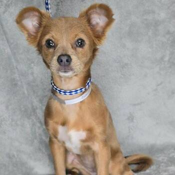 FOSTER NEEDED - Carrot -  Chihuahua and Dachshund Dog for Adoption - FOSTER NEEDED - Carrot | PetCurious