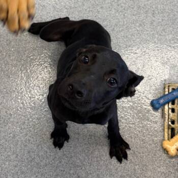 Lisa -  Labrador Retriever and Mixed Breed Dog for Adoption in Martinsville, Virginia - Lisa | PetCurious