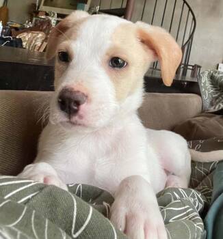 Ham -  Golden Retriever and Setter Dog for Adoption in Pottstown, Pennsylvania - Ham | PetCurious