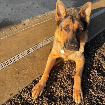 Luna 2 (26-384) -  German Shepherd Dog Dog for Adoption in New Ringgold, Pennsylvania - Luna 2 (26-384) | PetCurious