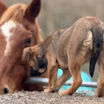 Australian Shepherd and Australian Cattle Dog Blue Heeler Dogs Available for Adoption in Atlanta, Texas - Crystal $150 Total Adoption Fee | PetCurious
