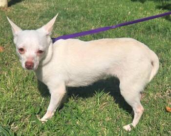 CINDY 425 -  Chihuahua Dog for Adoption in New Berlin, Wisconsin - CINDY 425 | PetCurious