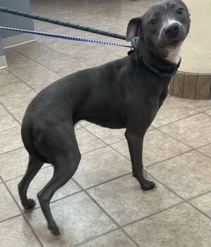 Rescue Pit Bull Terrier and Mixed Breed Dogs for Adoption in Gainesville, Florida - Trinity | PetCurious