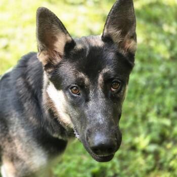 Apollo -  German Shepherd Dog Dog for Adoption in Maynardville, Tennessee - Apollo | PetCurious