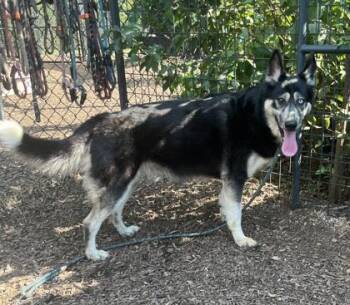 Makka -  Mixed Breed Dog for Adoption in Chamblee, Georgia - Makka | PetCurious