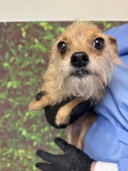 Rescue Terrier and Mixed Breed Dogs for Adoption in San Antonio, Texas - Rita | PetCurious