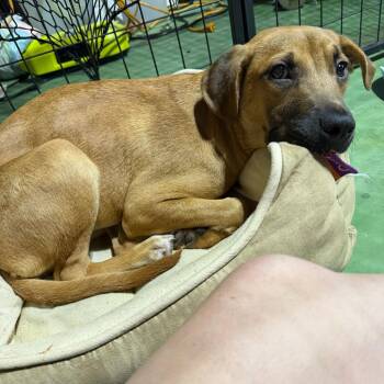 Juneau -  Labrador Retriever and Shepherd Dog for Adoption in Valdosta, Georgia - Juneau | PetCurious