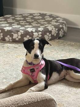 Sierra -  Border Collie Dog for Adoption in Charlotte, Michigan - Sierra | PetCurious